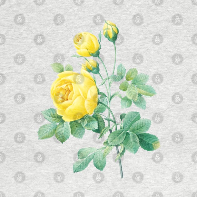 Yellow Rose Flower Vintage Botanical Illustration by Biophilia